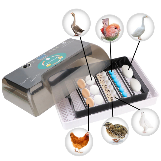 Incubateur automatique d'oeufs