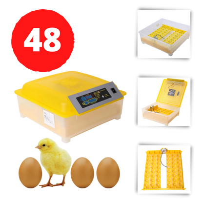 Incubateur automatique d'oeufs (48 oeufs)