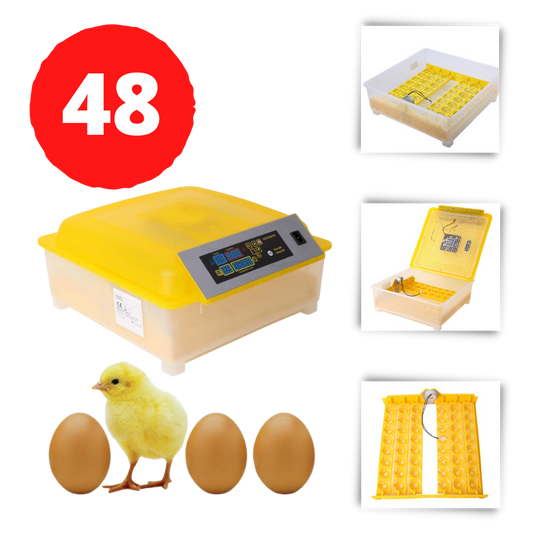 Incubateur automatique d'oeufs (48 oeufs)