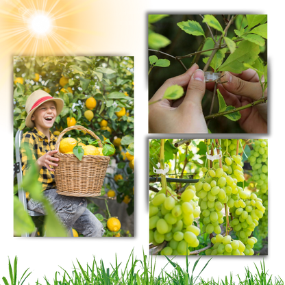 Support de plantes facile à clipser