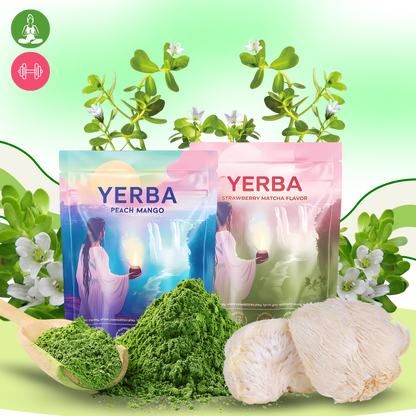 Thé Matcha Maté en poudre