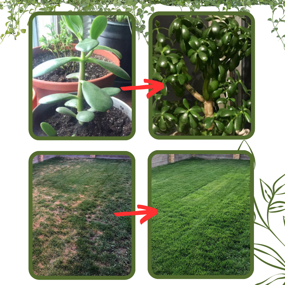 Activateur de sol à nutriments bio