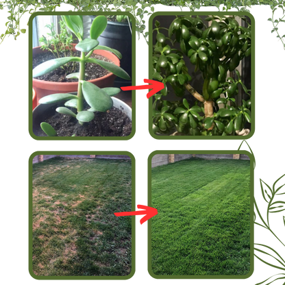 Activateur de sol à nutriments bio