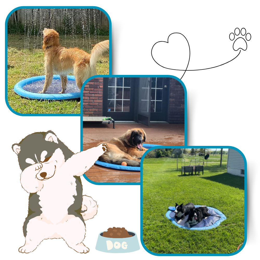 Pataugeoire portable pour chiens