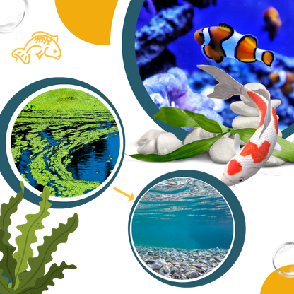 Produit anti-algues préventif pour aquarium